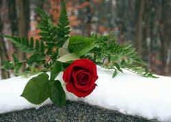RoseTribute
