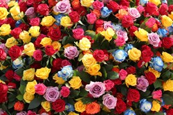 rose-4228704 1280