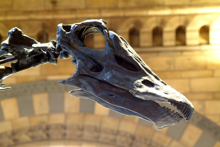 Dippy at the Natural History M