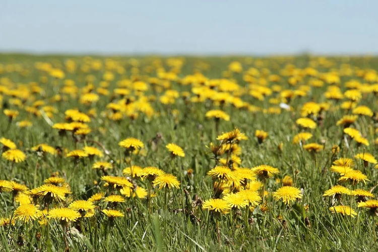 dandelions 750pb