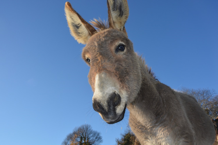 donkey 750pb