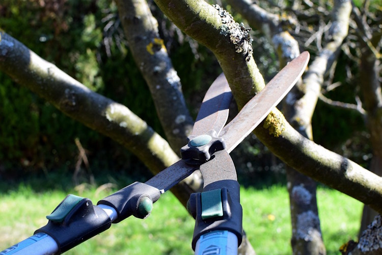 pruning-shears 