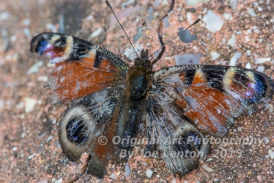 Damaged-Peacock-Butterfly