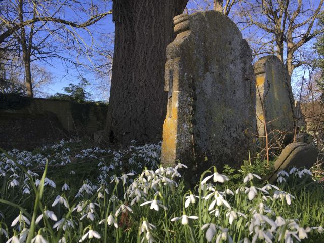 Thorpe Market snowdrops 640CF