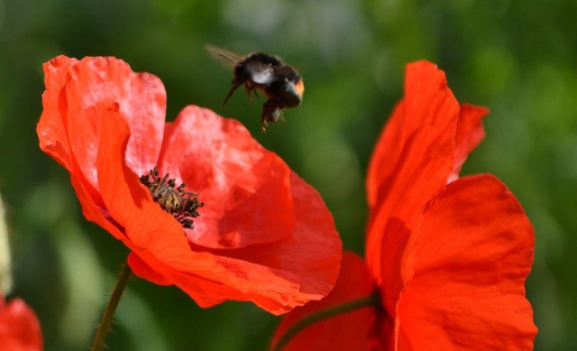 Heydon Open Gardens - poppy an