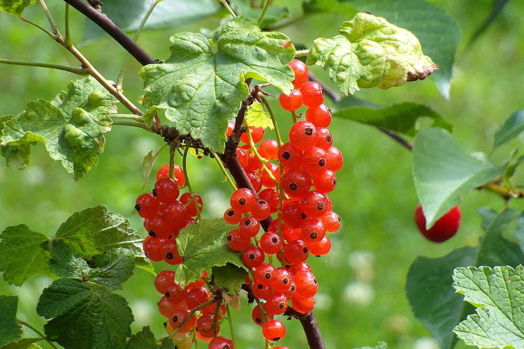 redcurrants 750pb