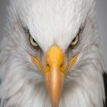 When helpful feedback becomes damning criticism