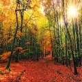 Overcoming the challenges of Autumn